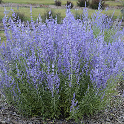 Perovskia a. 'Blue Jean Baby'