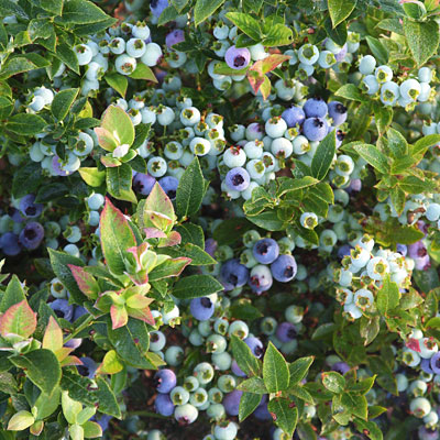 Vaccinium x 'Jelly Bean'