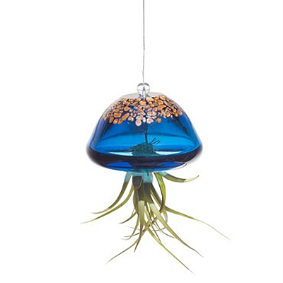 AM Jellyfish Airplant Holder - Blue Gold