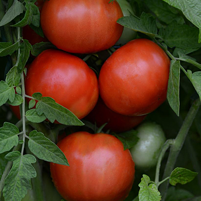 Tomato 'Jersey Boy'