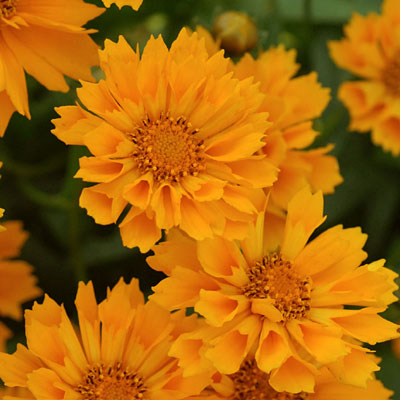 Coreopsis g. 'Jethro Tull'