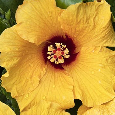 Hibiscus s. 'Jazzy Jewel Gold'