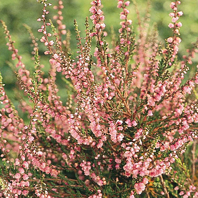 Calluna v. 'J. H. Hamilton'