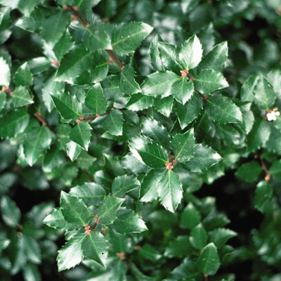 Ilex v. 'Jim Dandy'