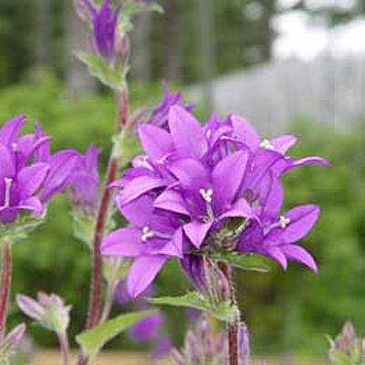 Campanula glom. 'Joan Elliot'
