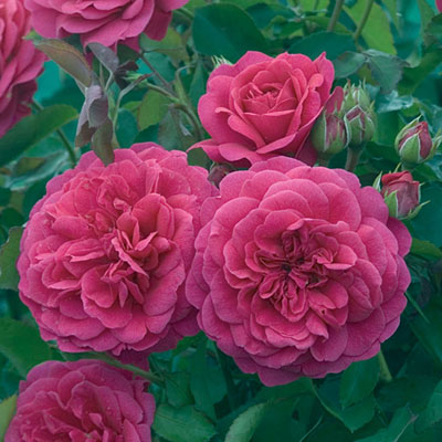 Rosa 'Sir John Betjeman'