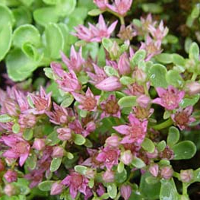 Sedum spurium 'John Creech'
