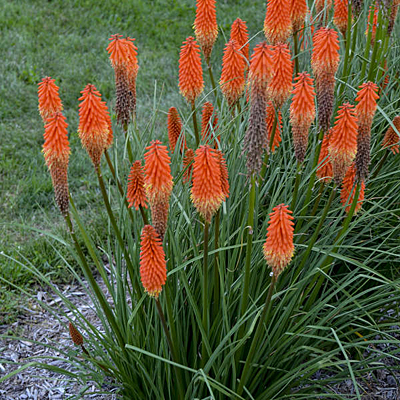 Kniphofia x 'Joker's Wild'