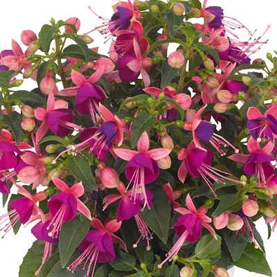 Fuchsia 'Aretes Upright Jollies Nancy'