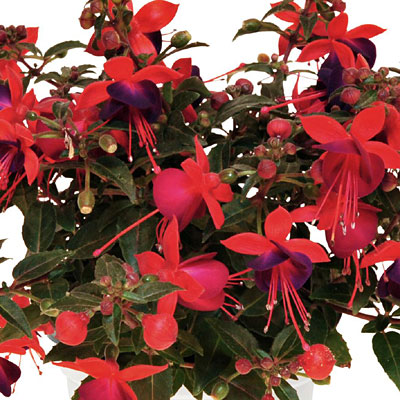 Fuchsia 'Aretes Upright Jollies Nantes'