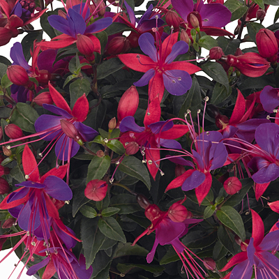 Fuchsia 'Aretes Upright Jollies Reims'