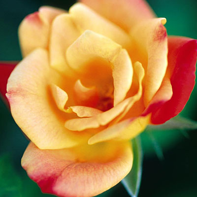 Rosa 'Joseph's Coat'
