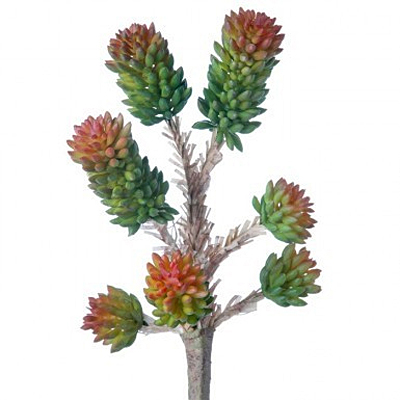 Succulent - Joshua Orange