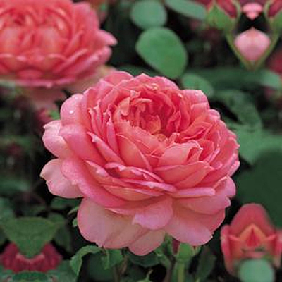 Rosa 'Jubilee Celebration'