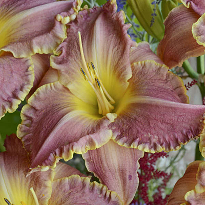 Hemerocallis 'Judy Judy'