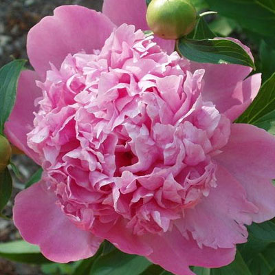 Paeonia l. 'Monsieur Jules Elie'
