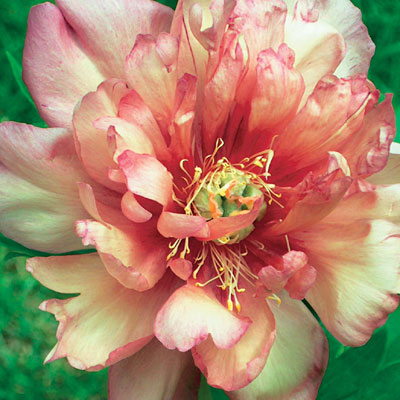 Paeonia x ITOH 'Julia Rose'