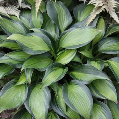 Hosta tard. 'June Spirit'