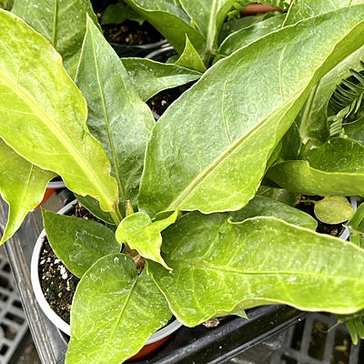 Anthurium hookeri 'Jungle Fan'