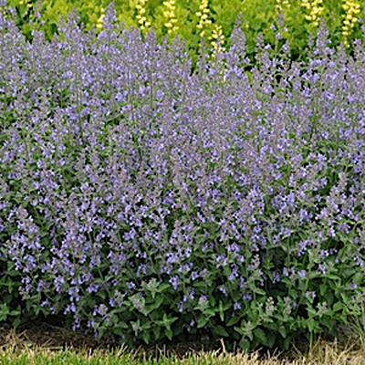 Nepeta x f. 'Junior Walker'