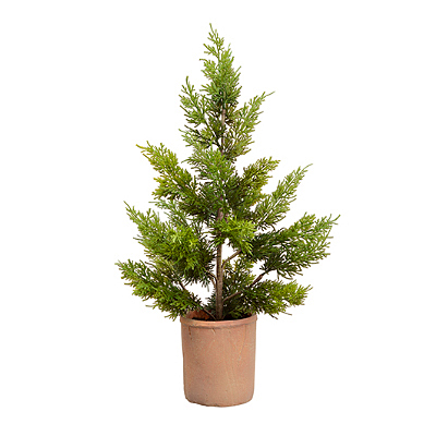 Juniper in Cement Planter
