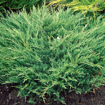 Juniperus h. 'Andorra Compact'