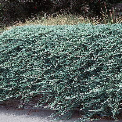 Juniperus h. 'Bar Harbor'