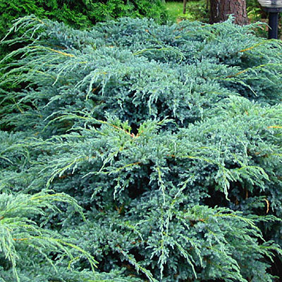 Juniperus sq. 'Blue Carpet'