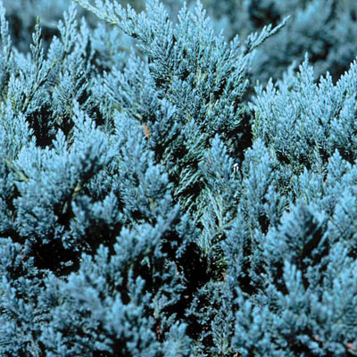 Juniperus h. 'Blue Chip'