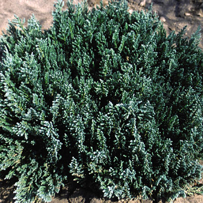 Juniperus sa. 'Blue Forest'