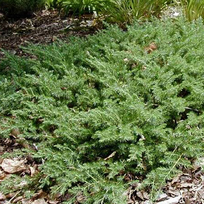 Juniperus con. 'Blue Pacific'