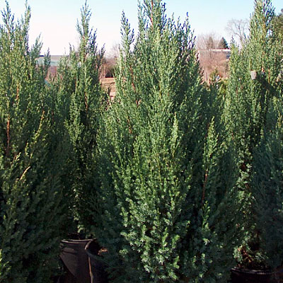 Juniperus ch. 'Blue Point'