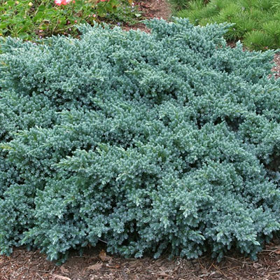 Juniperus sq. 'Blue Star'