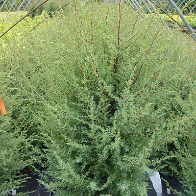 Juniperus com. 'Gnom'