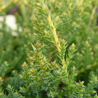 Juniperus ch. 'Gold Star'