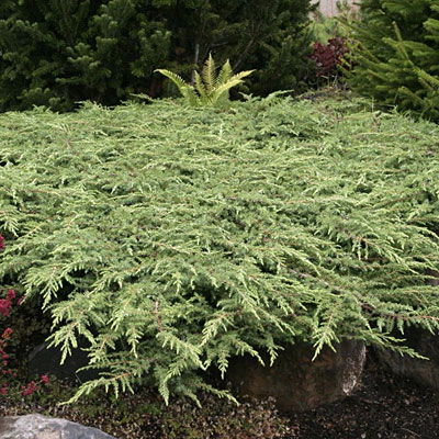 Juniperus com. 'Green Carpet'