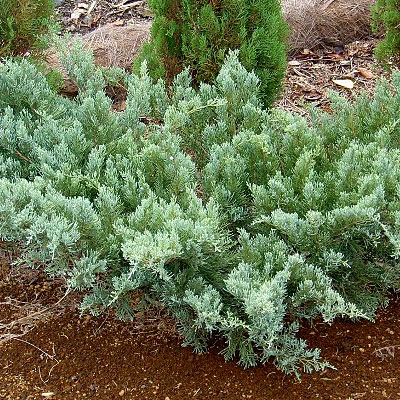 Juniperus v. 'Grey Owl'