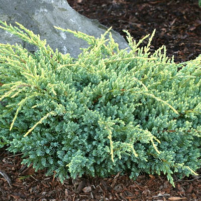 Juniperus sq. 'Holger'