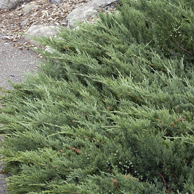 Juniperus h. 'Hughes'