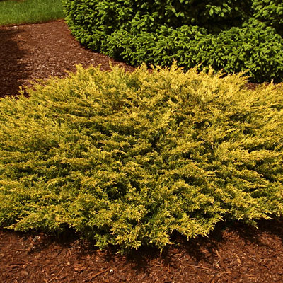 Juniperus h. 'Lime Glow'