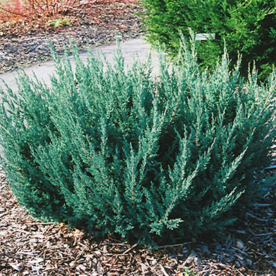Juniperus ch. 'Maney'
