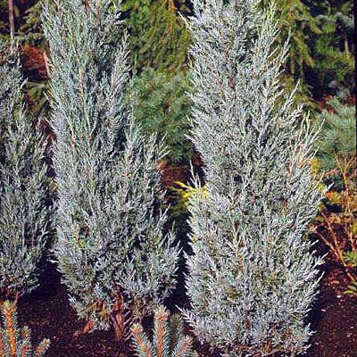 Juniperus sc. 'Moonglow'