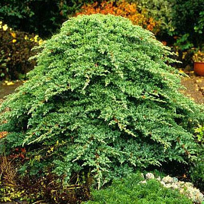 Juniperus p. 'Nana'