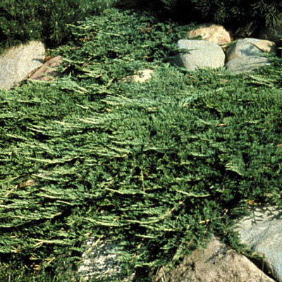 Juniperus h. 'Prince of Wales'