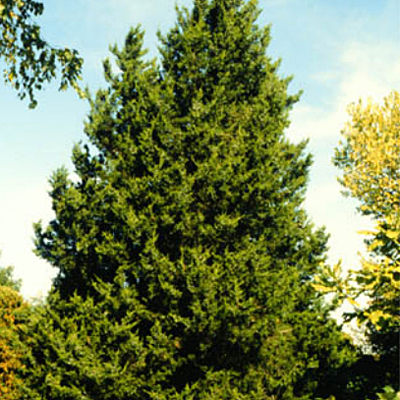 Juniperus ch. 'Robusta Green'