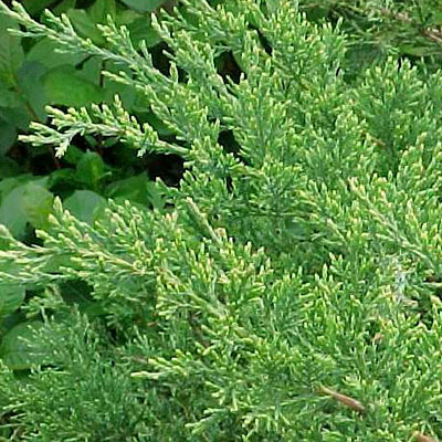 Juniperus ch. 'Sea Green'