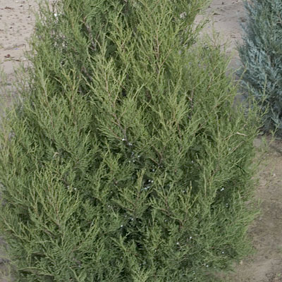 Juniperus ch. 'Spartan'