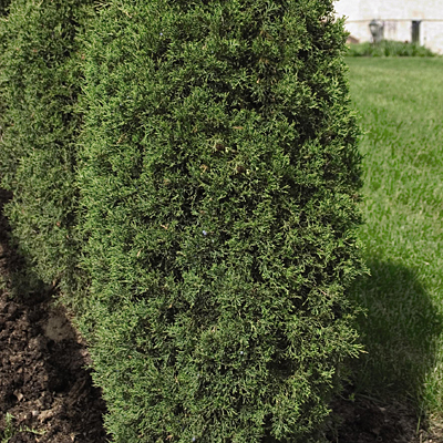 Juniperus v. 'Taylor'