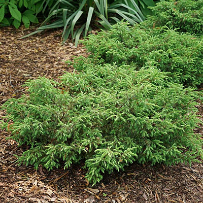 Juniperus com. 'Tortuga'