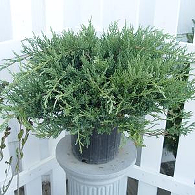 Juniperus ch. var. sargentii 'Viridis'